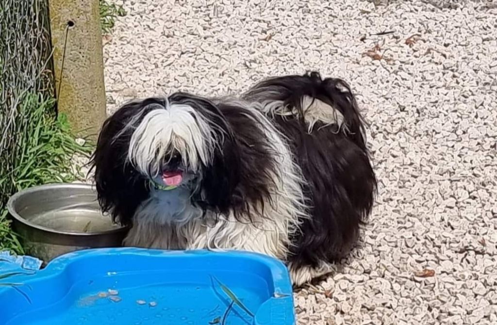 Les Shih Tzu de l'affixe Du Souvenir De Tootsie