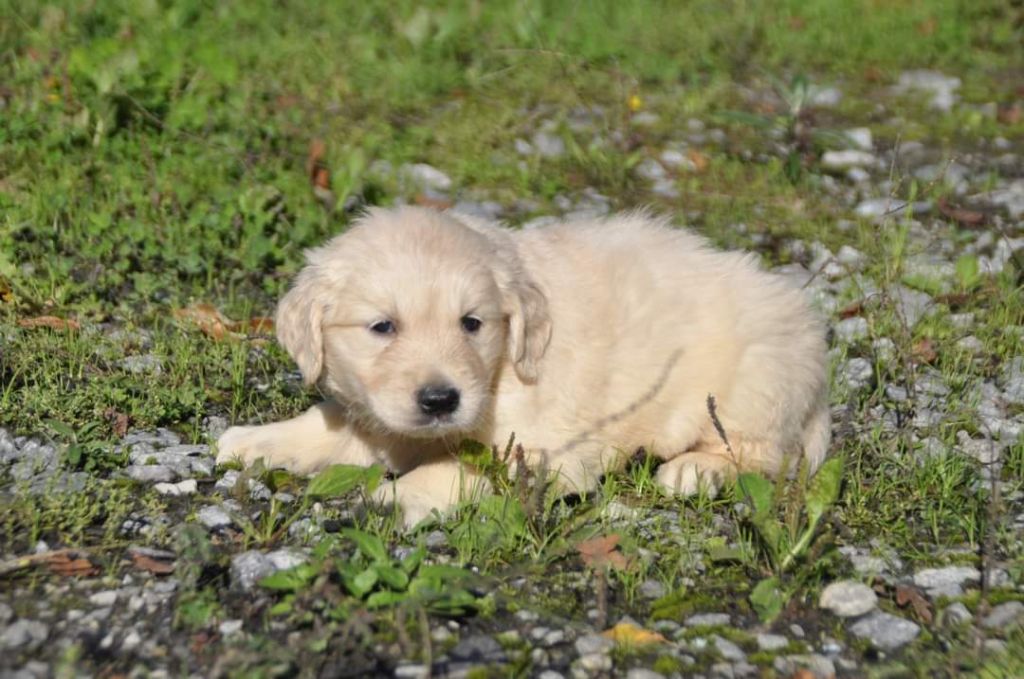 Du Souvenir De Tootsie - Chiot disponible  - Golden Retriever