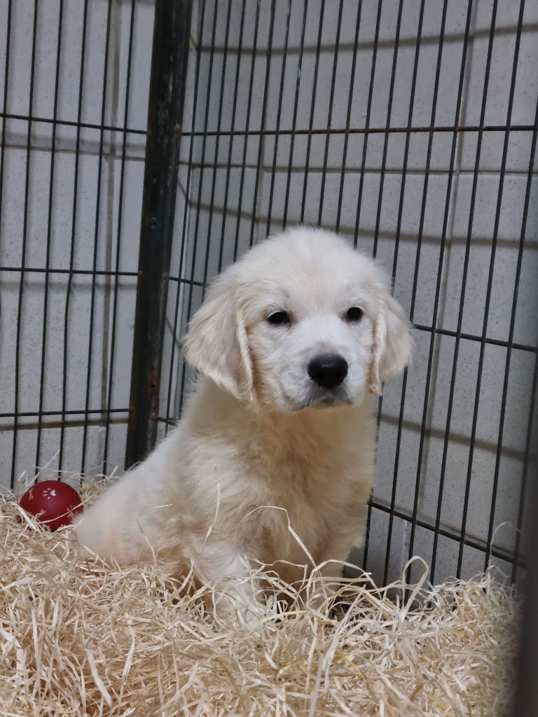 Du Souvenir De Tootsie - Chiot disponible  - Golden Retriever