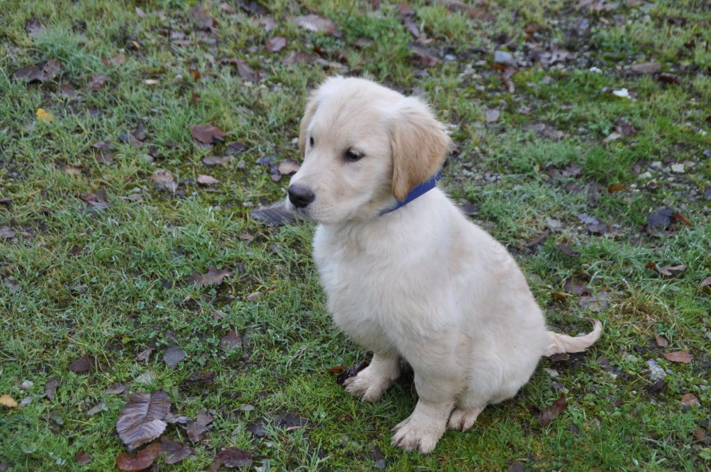 Du Souvenir De Tootsie - Chiot disponible  - Golden Retriever