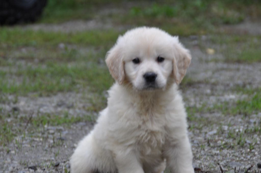 chiot Golden Retriever Du Souvenir De Tootsie