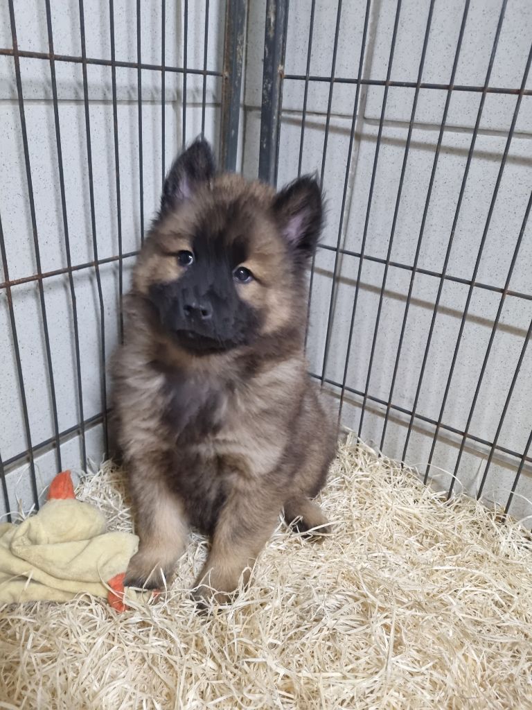 Du Souvenir De Tootsie - Chiot disponible  - Eurasier