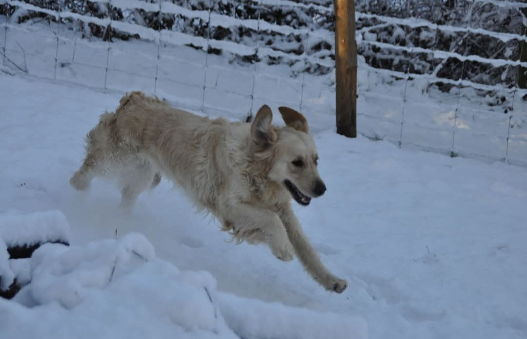 Tess Des Collines De Vaumagnaude