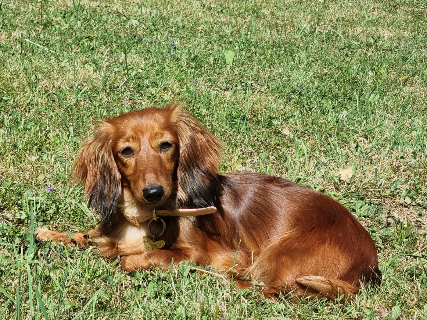 Thalia dite saucisse des Terres des Forges