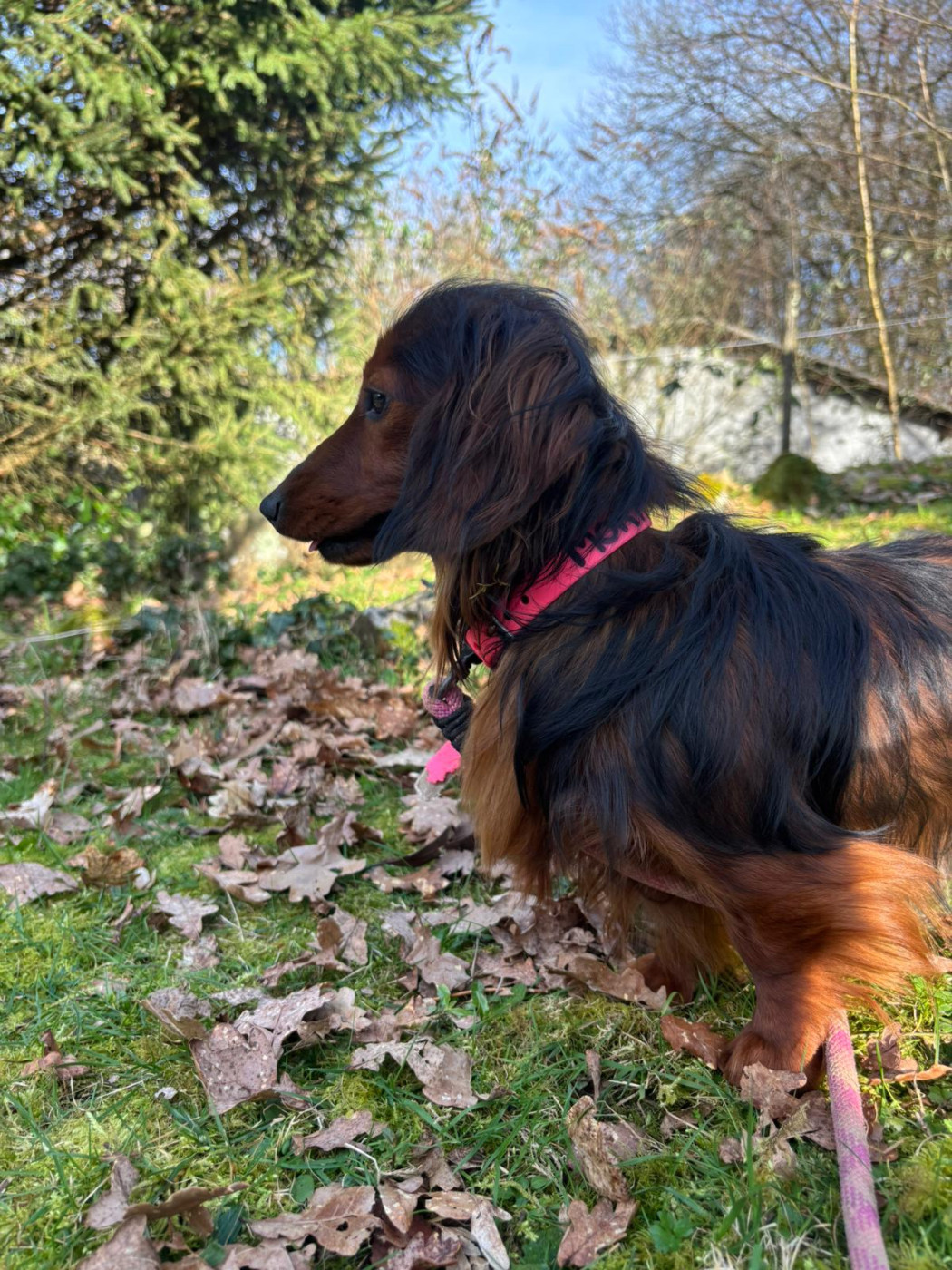 V'Morteau de monesties