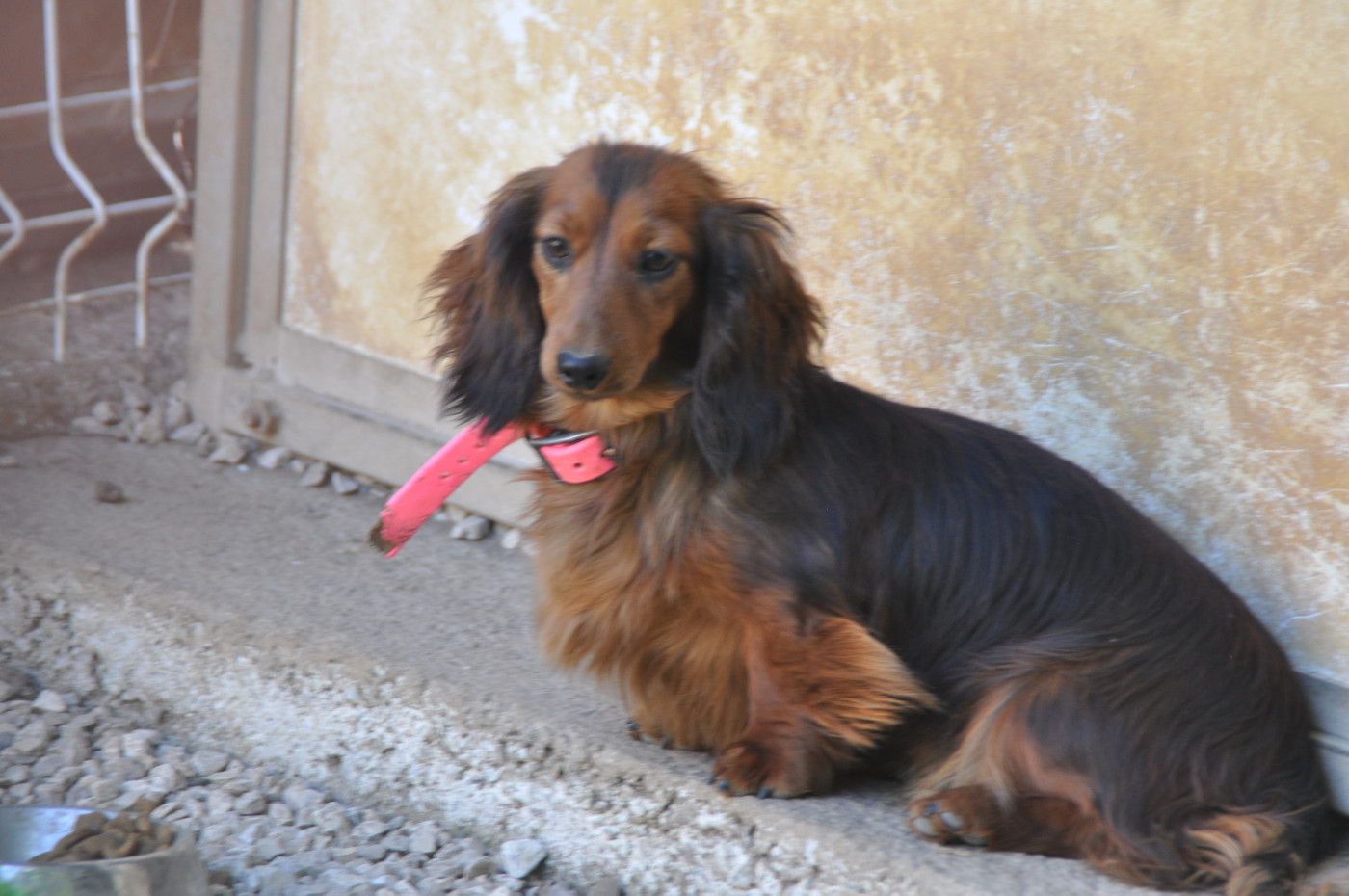 V' fricadelle Du Souvenir De Tootsie