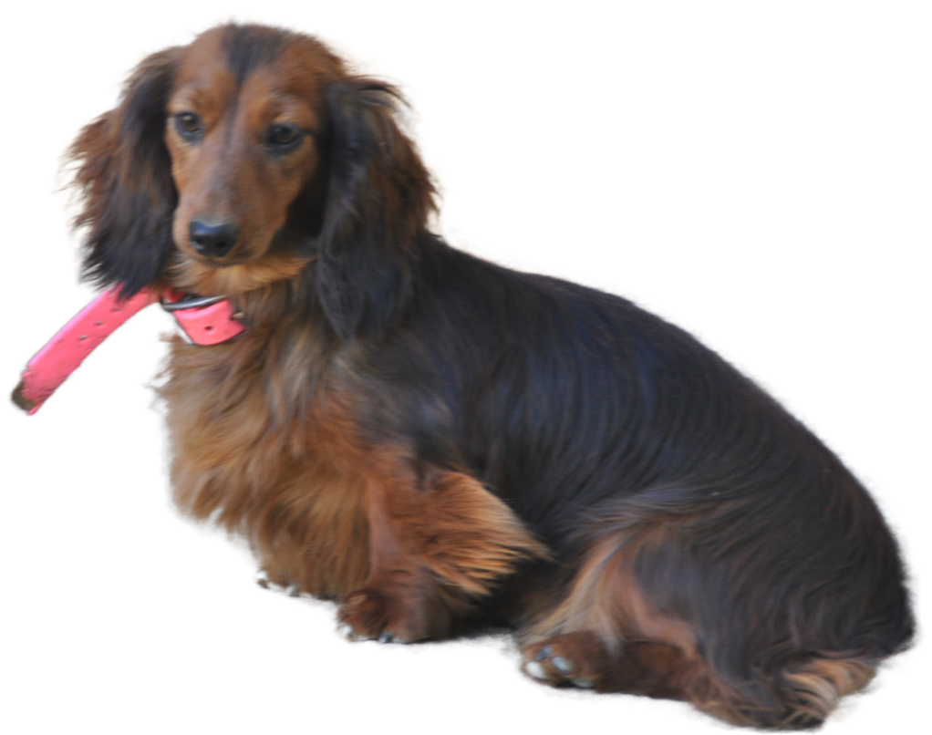 V' fricadelle Du Souvenir De Tootsie