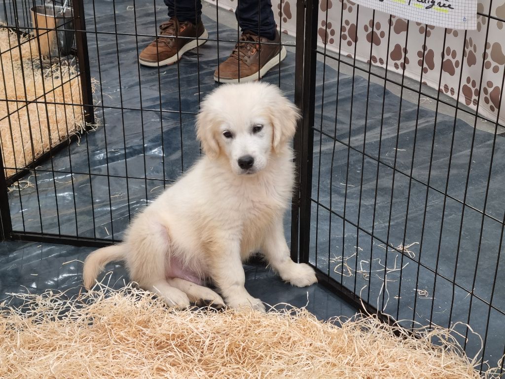 Du Souvenir De Tootsie - Chiots disponibles - Golden Retriever