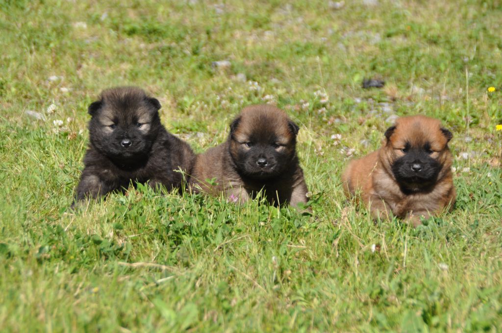Du Souvenir De Tootsie - Chiots disponibles - Eurasier