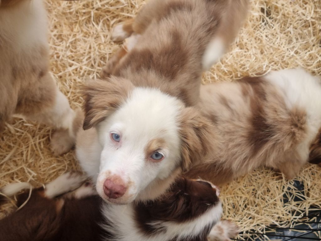 Du Souvenir De Tootsie - Chiots disponibles - Berger Américain Miniature 