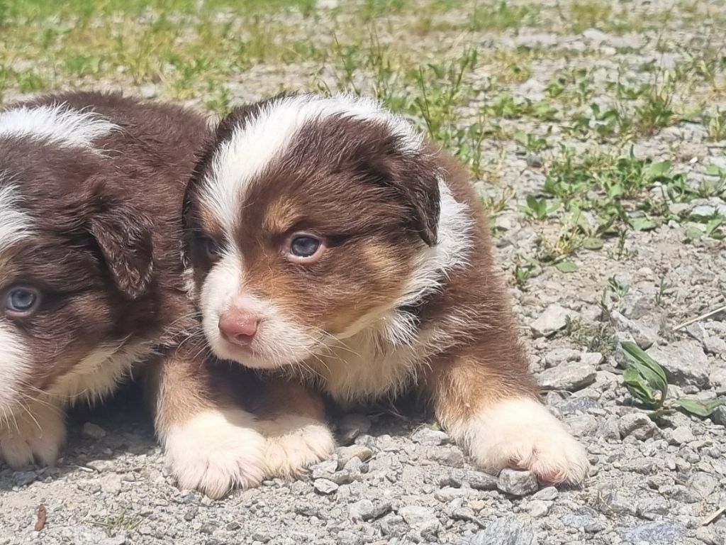 Du Souvenir De Tootsie - Chiots disponibles - Berger Américain Miniature 