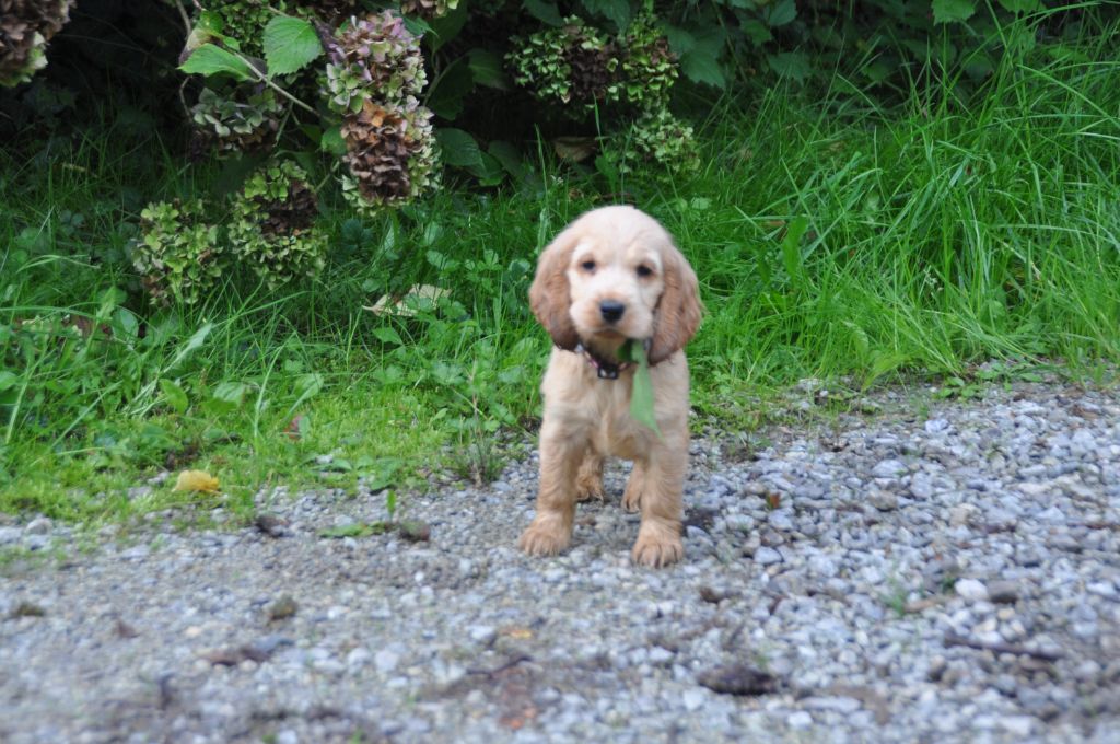 Du Souvenir De Tootsie - Chiots disponibles - Cocker Spaniel Anglais