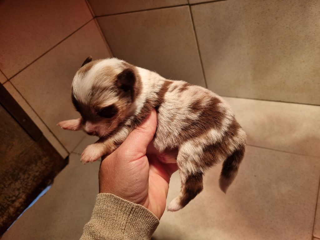 Du Souvenir De Tootsie - Chiots disponibles - Berger Américain Miniature 