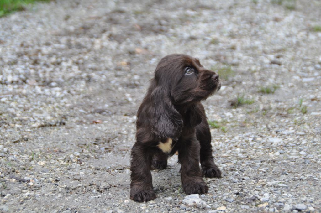 Du Souvenir De Tootsie - Chiots disponibles - Cocker Spaniel Anglais