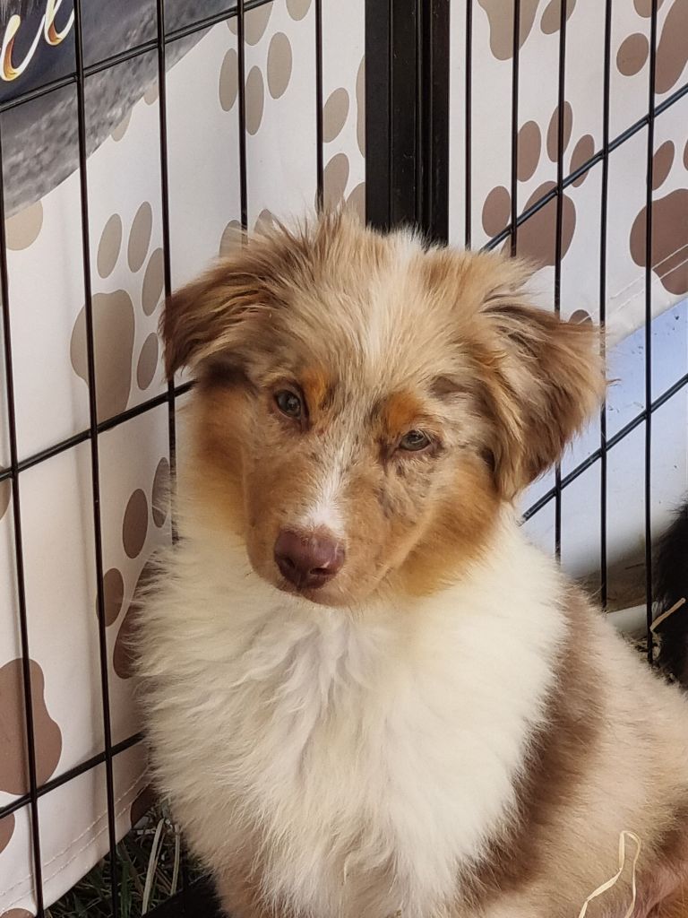Du Souvenir De Tootsie - Chiots disponibles - Berger Américain Miniature 
