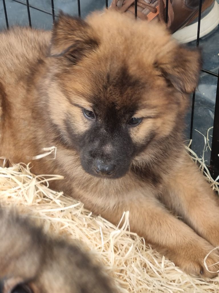 Du Souvenir De Tootsie - Chiots disponibles - Eurasier