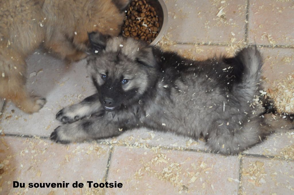 Chiot Eurasier Du Souvenir De Tootsie