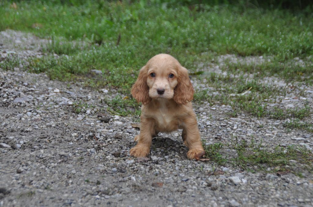 Du Souvenir De Tootsie - Chiots disponibles - Cocker Spaniel Anglais