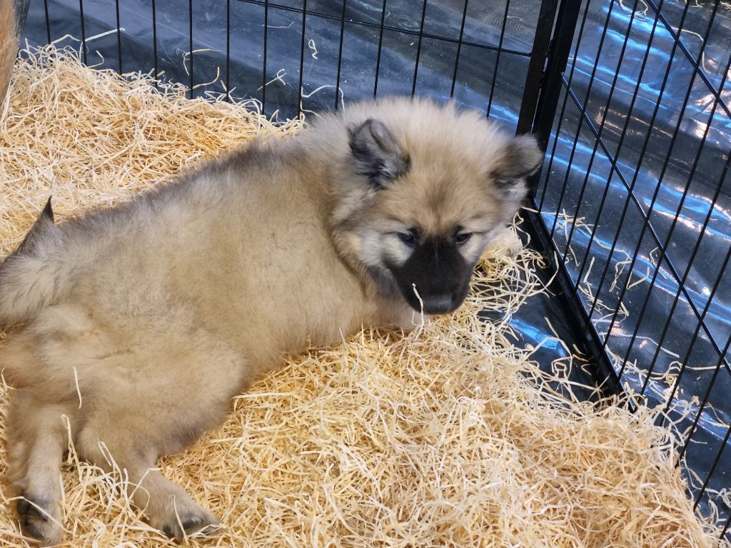 Du Souvenir De Tootsie - Chiots disponibles - Eurasier