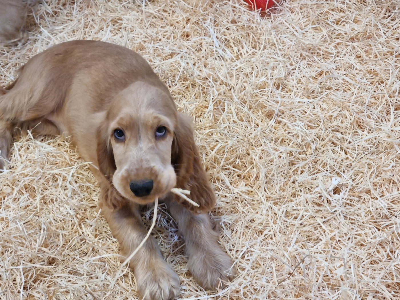 Du Souvenir De Tootsie - Chiots disponibles - Cocker Spaniel Anglais