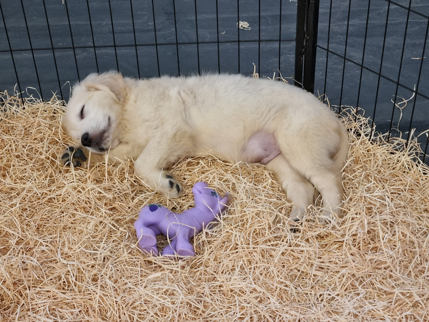 Du Souvenir De Tootsie - Chiots disponibles - Golden Retriever