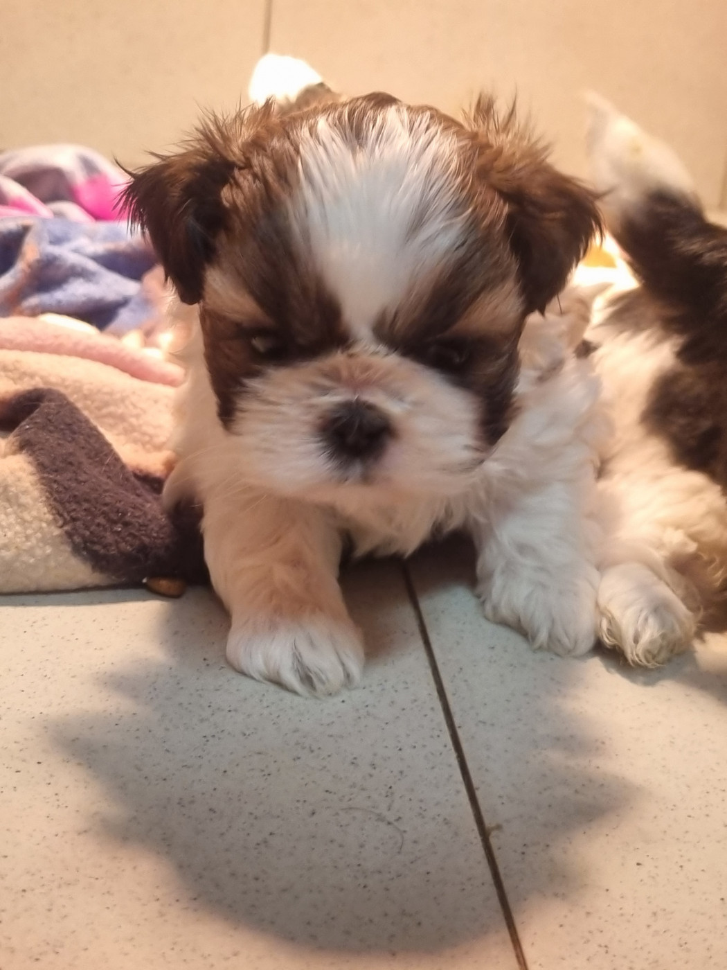 Du Souvenir De Tootsie - Chiots disponibles - Shih Tzu