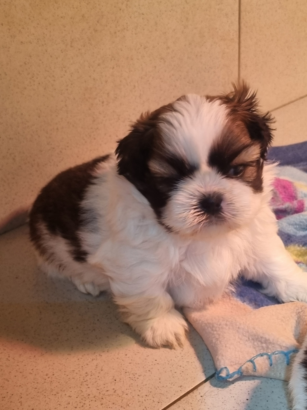 Du Souvenir De Tootsie - Chiots disponibles - Shih Tzu