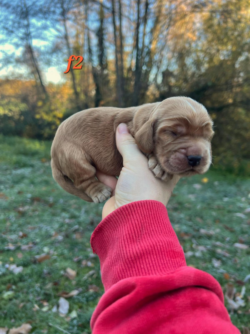 Du Souvenir De Tootsie - Chiots disponibles - Cocker Spaniel Anglais