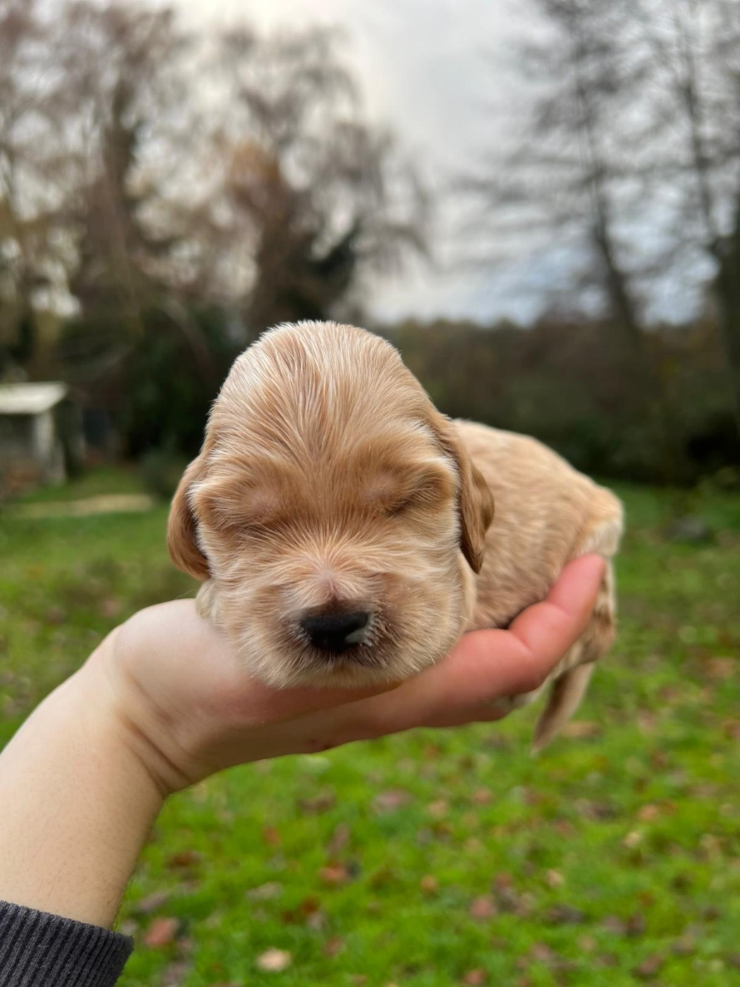 Du Souvenir De Tootsie - Chiots disponibles - Cocker Spaniel Anglais