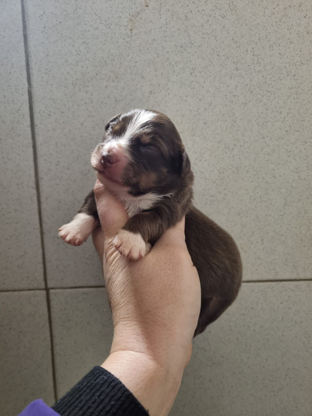 Du Souvenir De Tootsie - Chiots disponibles - Berger Américain Miniature 