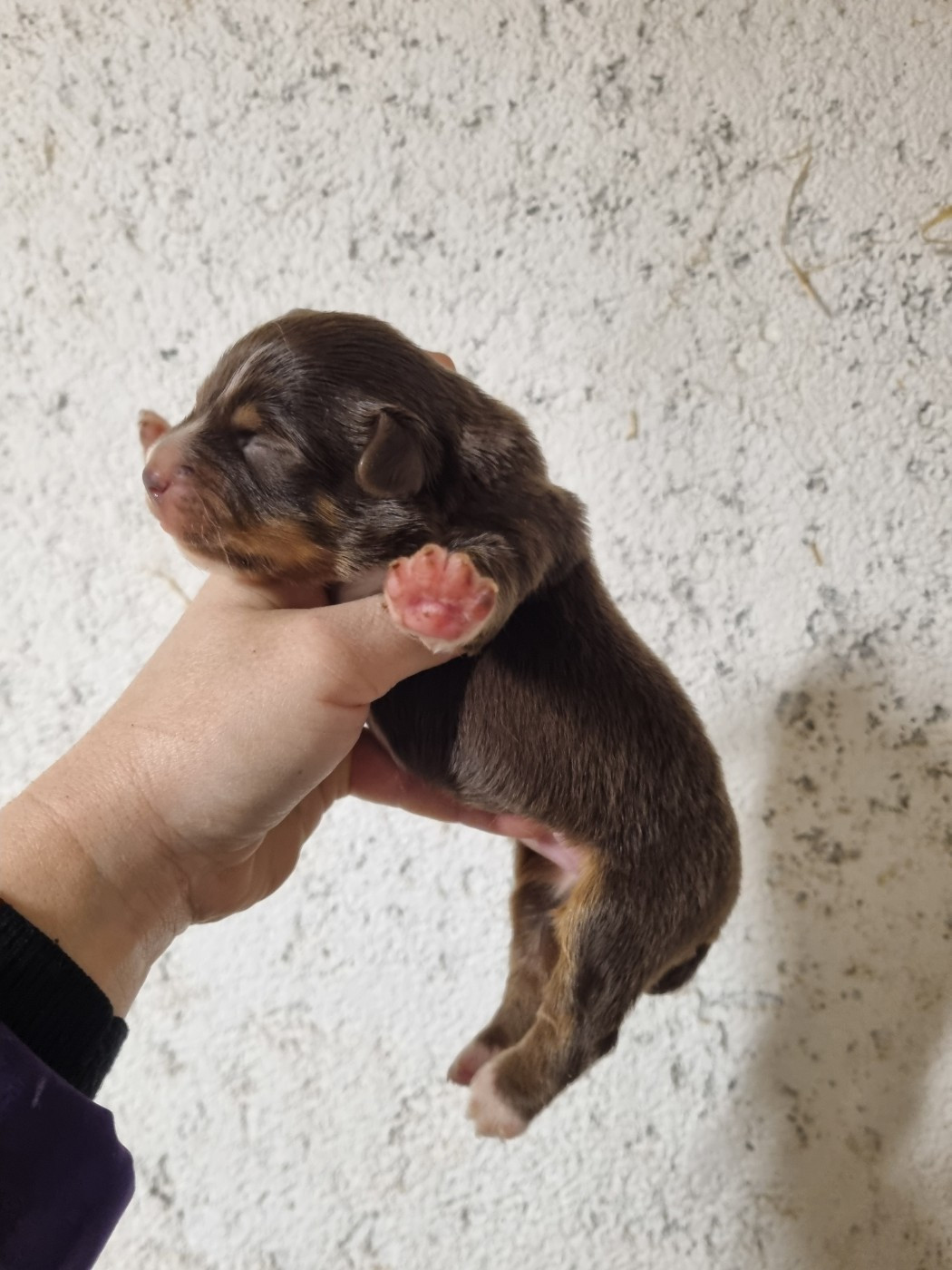 Du Souvenir De Tootsie - Chiots disponibles - Berger Américain Miniature 