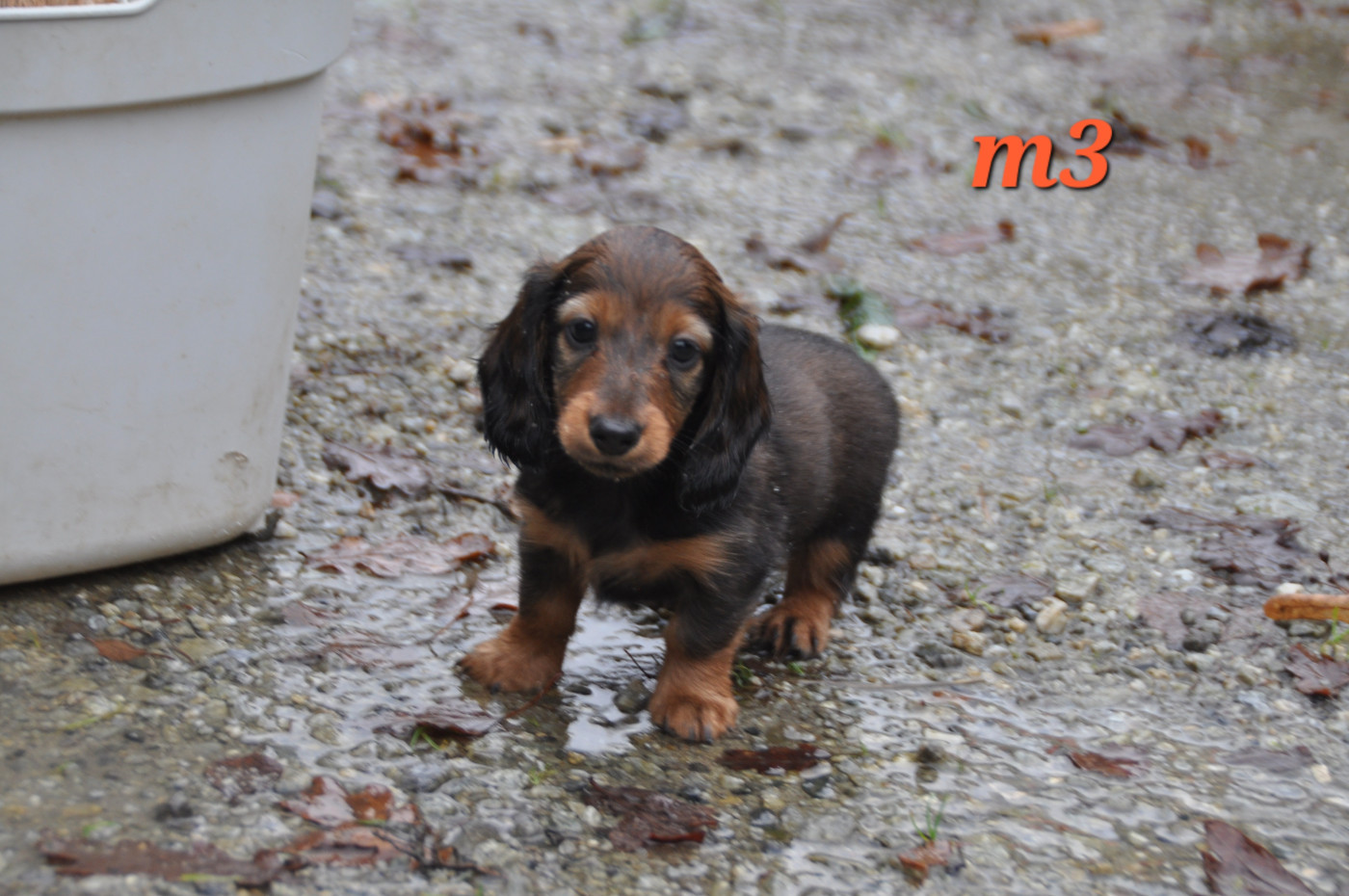 Du Souvenir De Tootsie - Chiots disponibles - Teckel poil long