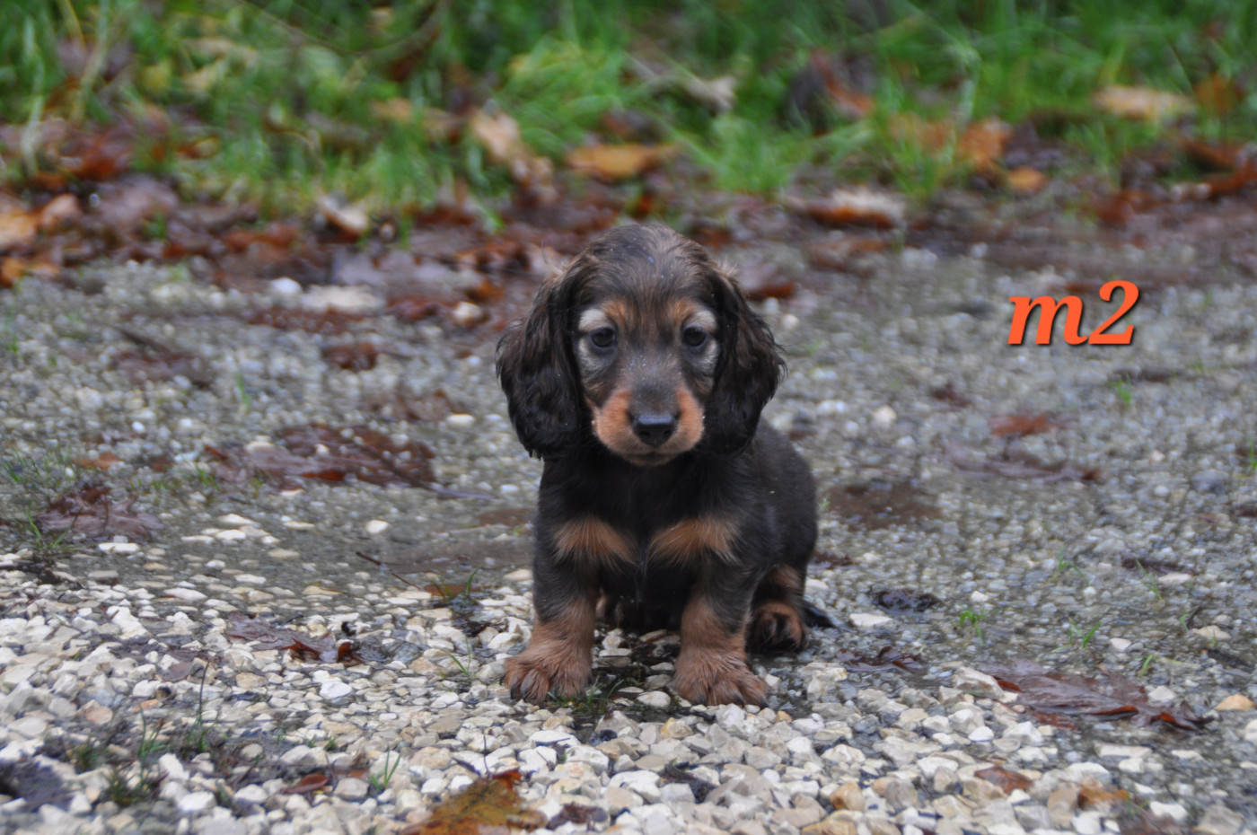 Du Souvenir De Tootsie - Chiots disponibles - Teckel poil long