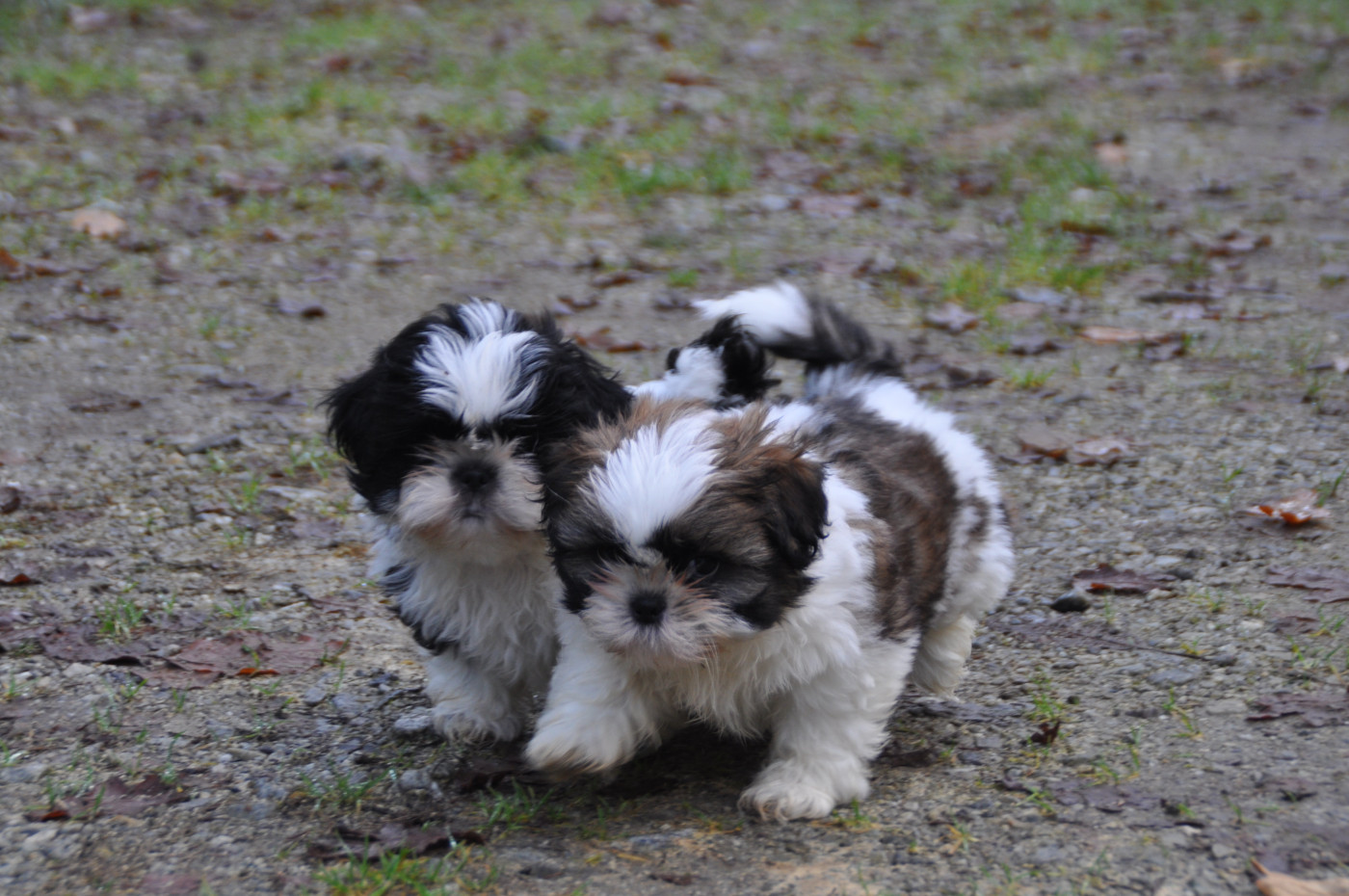 Du Souvenir De Tootsie - Shih Tzu - Portée née le 18/10/2025
