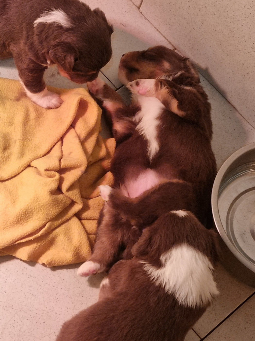 Chiot Berger Américain Miniature  Du Souvenir De Tootsie