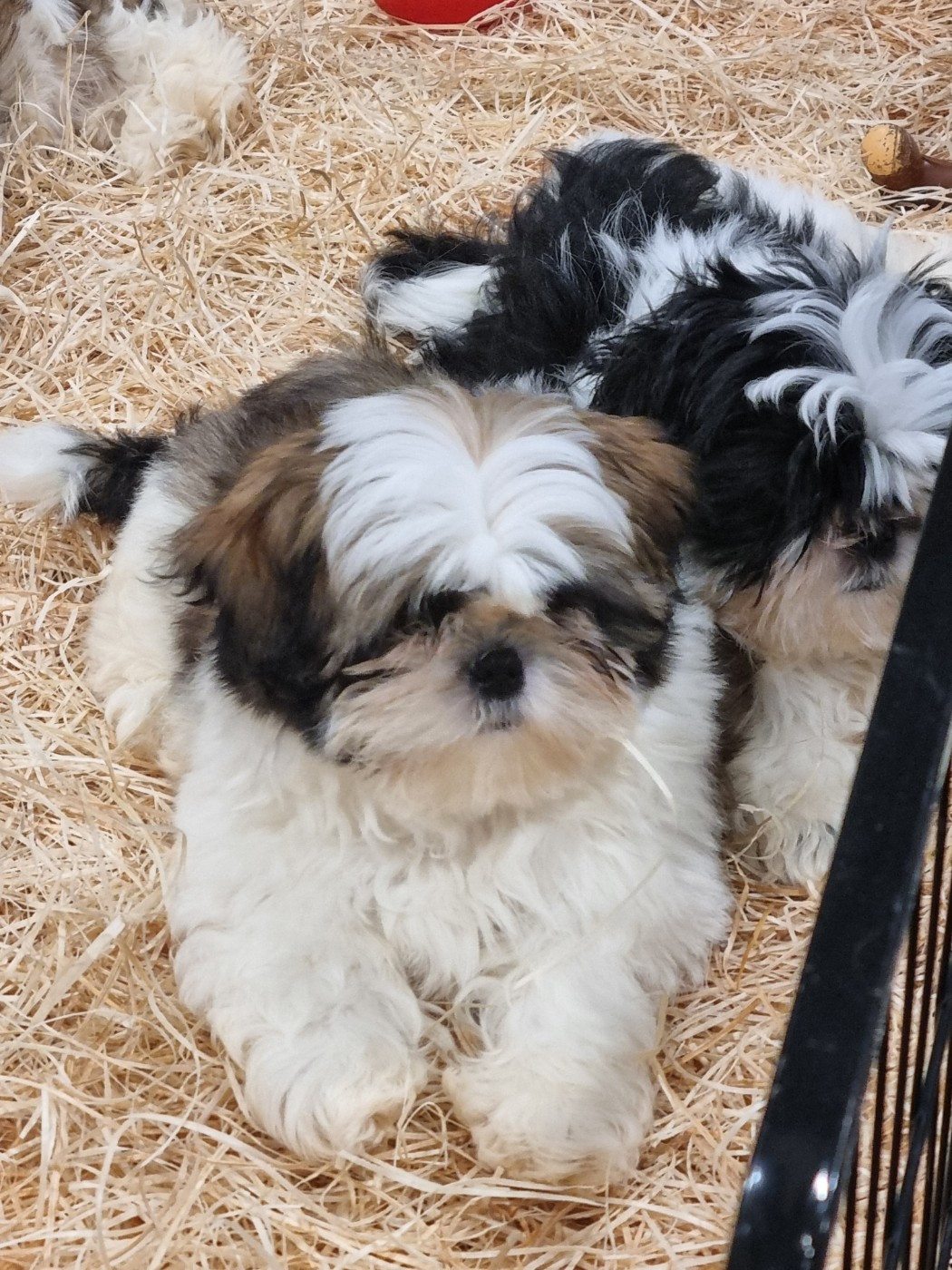 Du Souvenir De Tootsie - Chiots disponibles - Shih Tzu