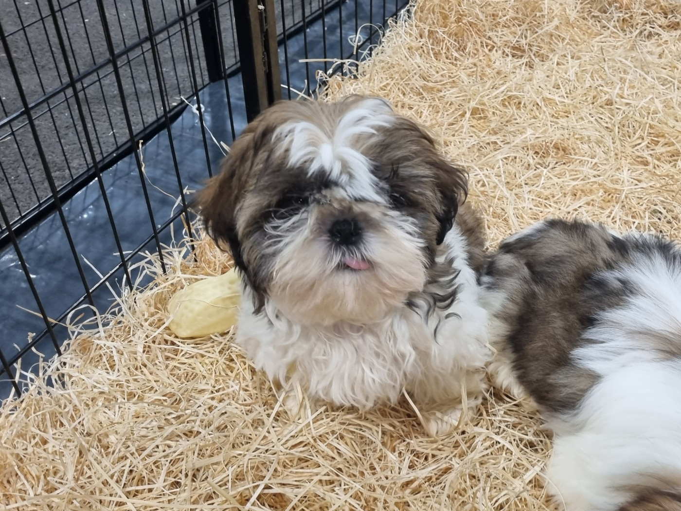 Du Souvenir De Tootsie - Chiots disponibles - Shih Tzu