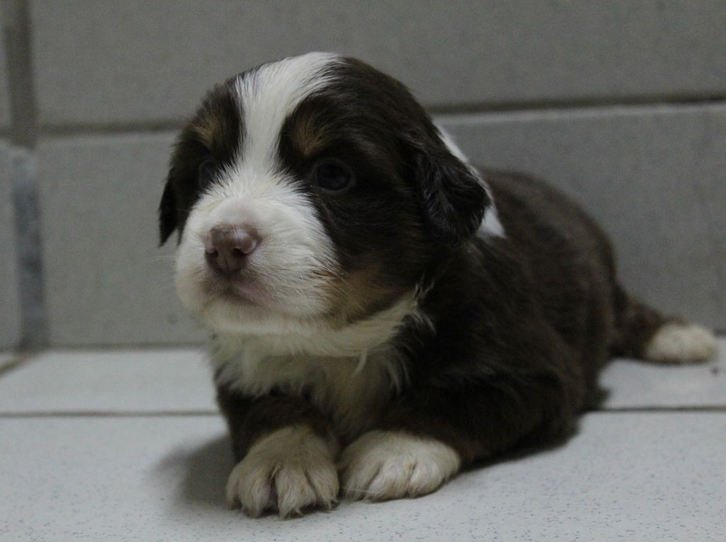 Du Souvenir De Tootsie - Chiots disponibles - Berger Américain Miniature 