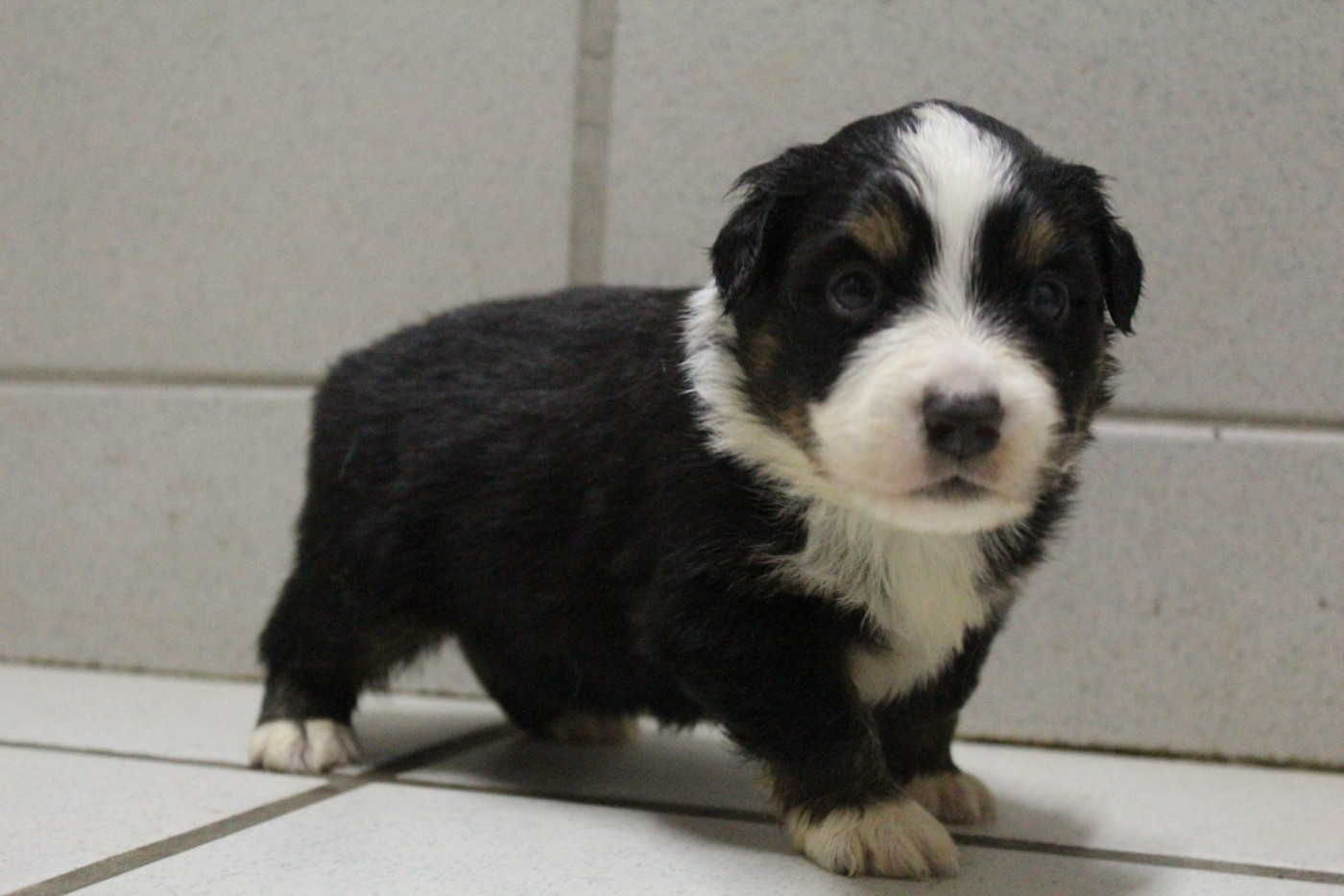 Du Souvenir De Tootsie - Chiots disponibles - Berger Américain Miniature 