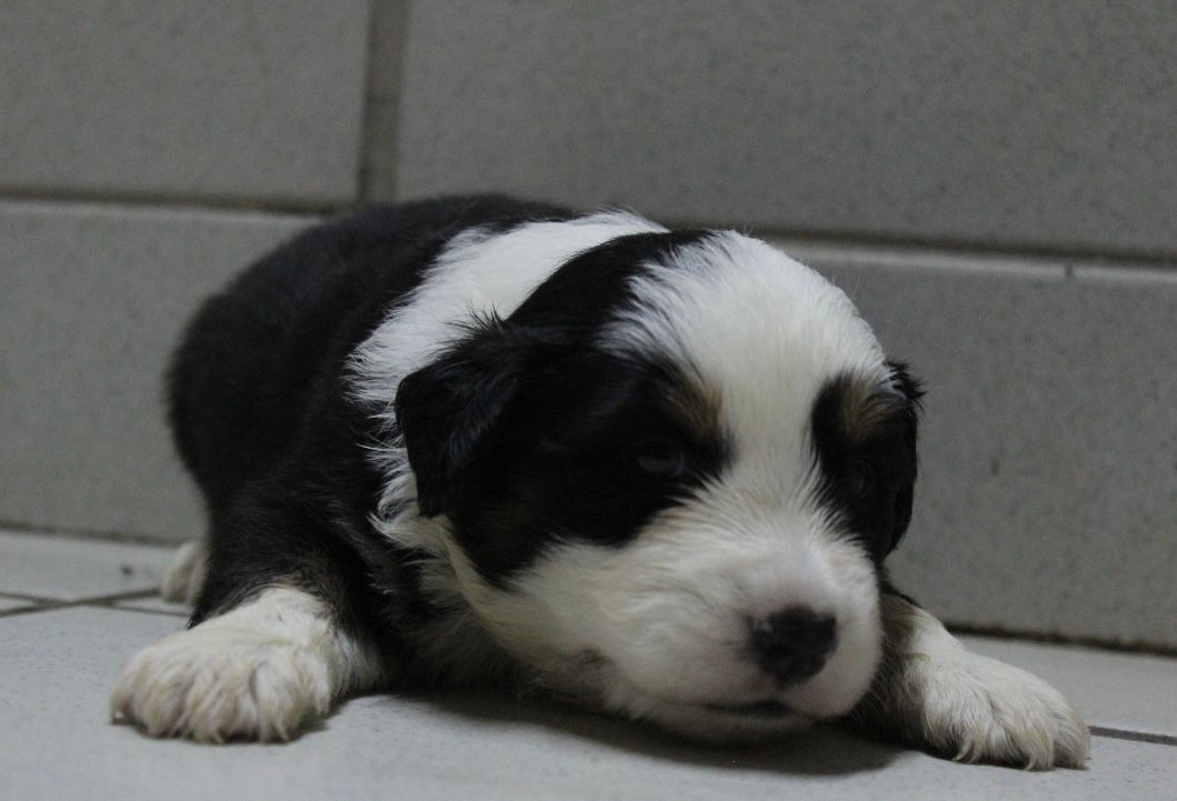 Du Souvenir De Tootsie - Chiots disponibles - Berger Américain Miniature 