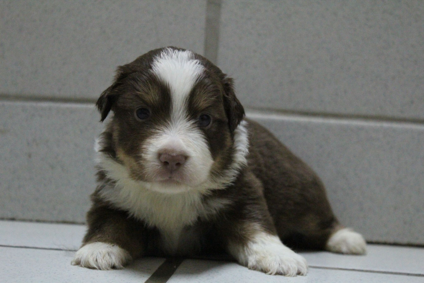 Du Souvenir De Tootsie - Chiots disponibles - Berger Américain Miniature 