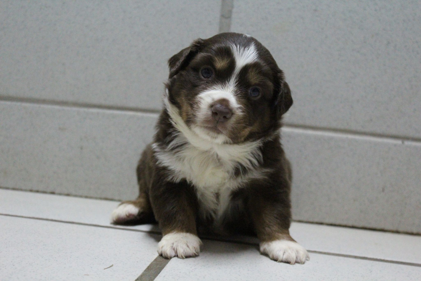 Du Souvenir De Tootsie - Chiots disponibles - Berger Américain Miniature 