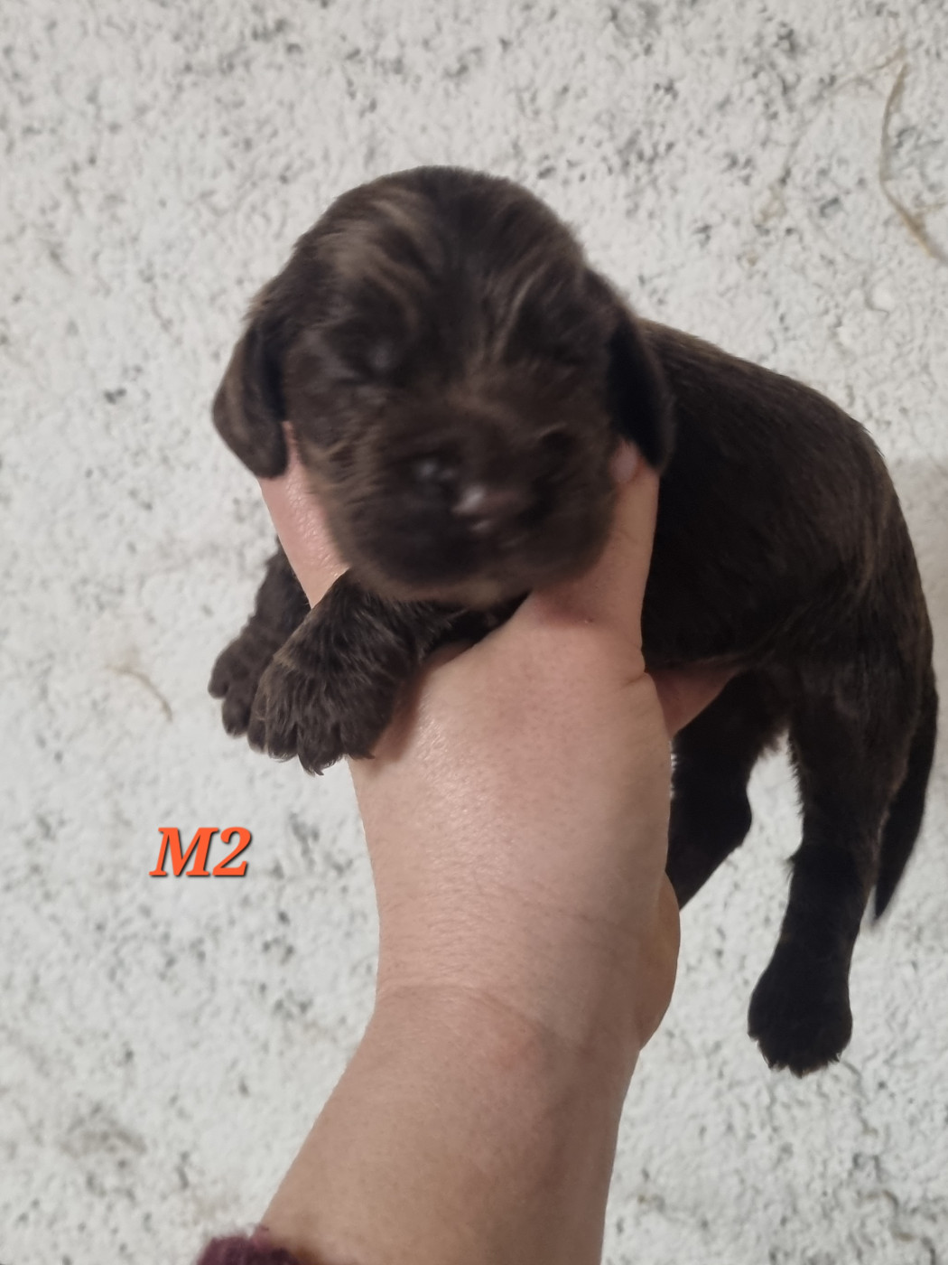 Chiot Cocker Spaniel Anglais Du Souvenir De Tootsie