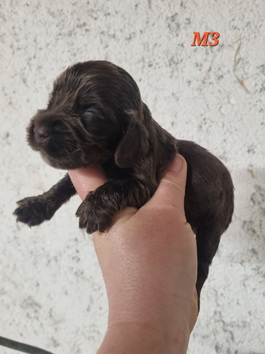 Du Souvenir De Tootsie - Chiots disponibles - Cocker Spaniel Anglais
