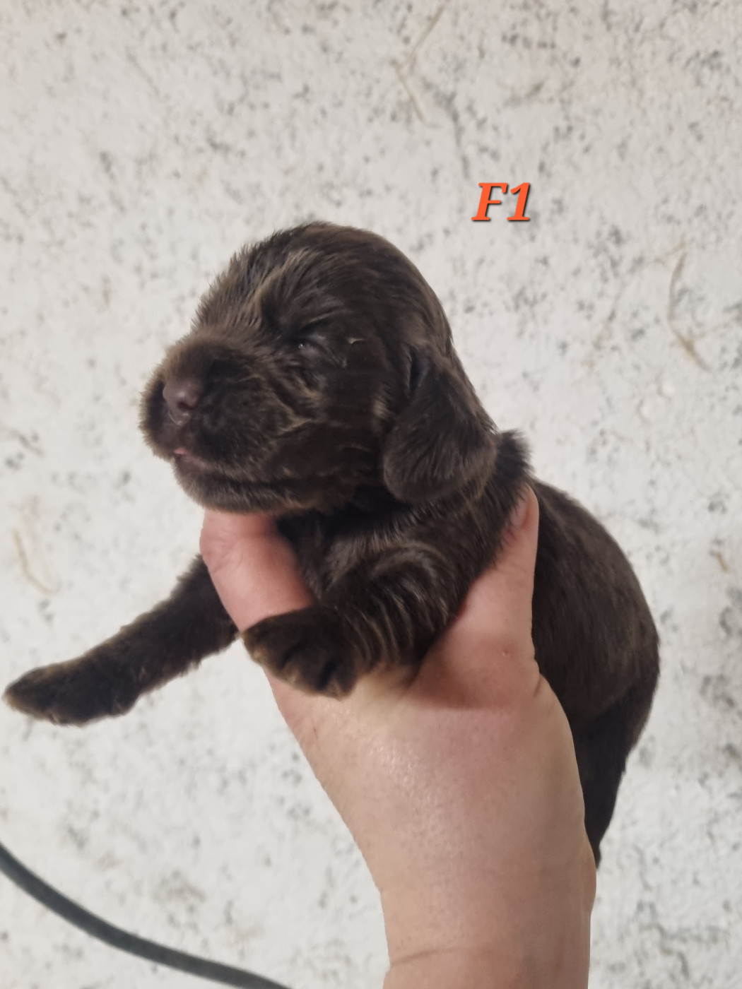 Du Souvenir De Tootsie - Chiots disponibles - Cocker Spaniel Anglais