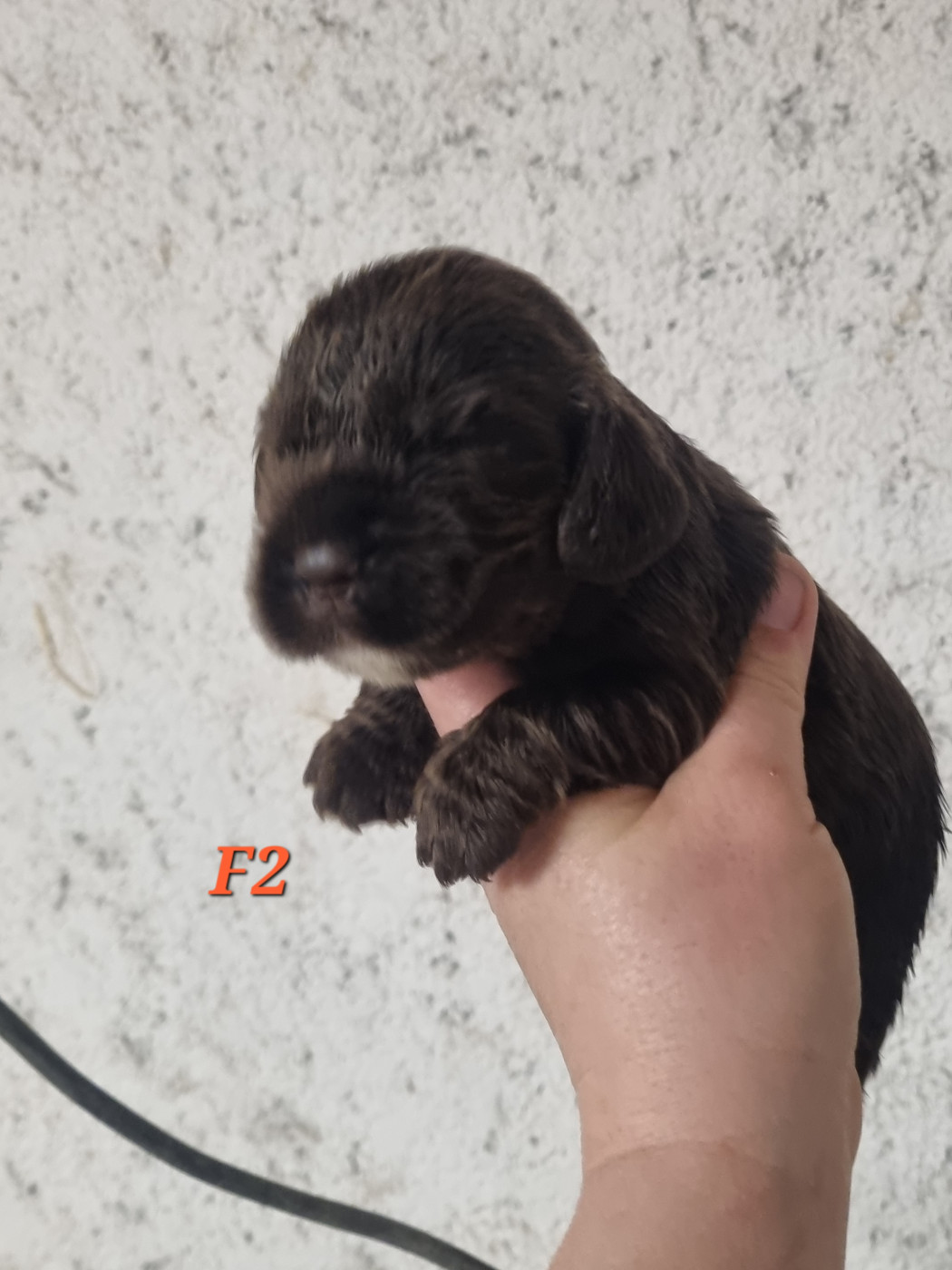 Du Souvenir De Tootsie - Chiots disponibles - Cocker Spaniel Anglais