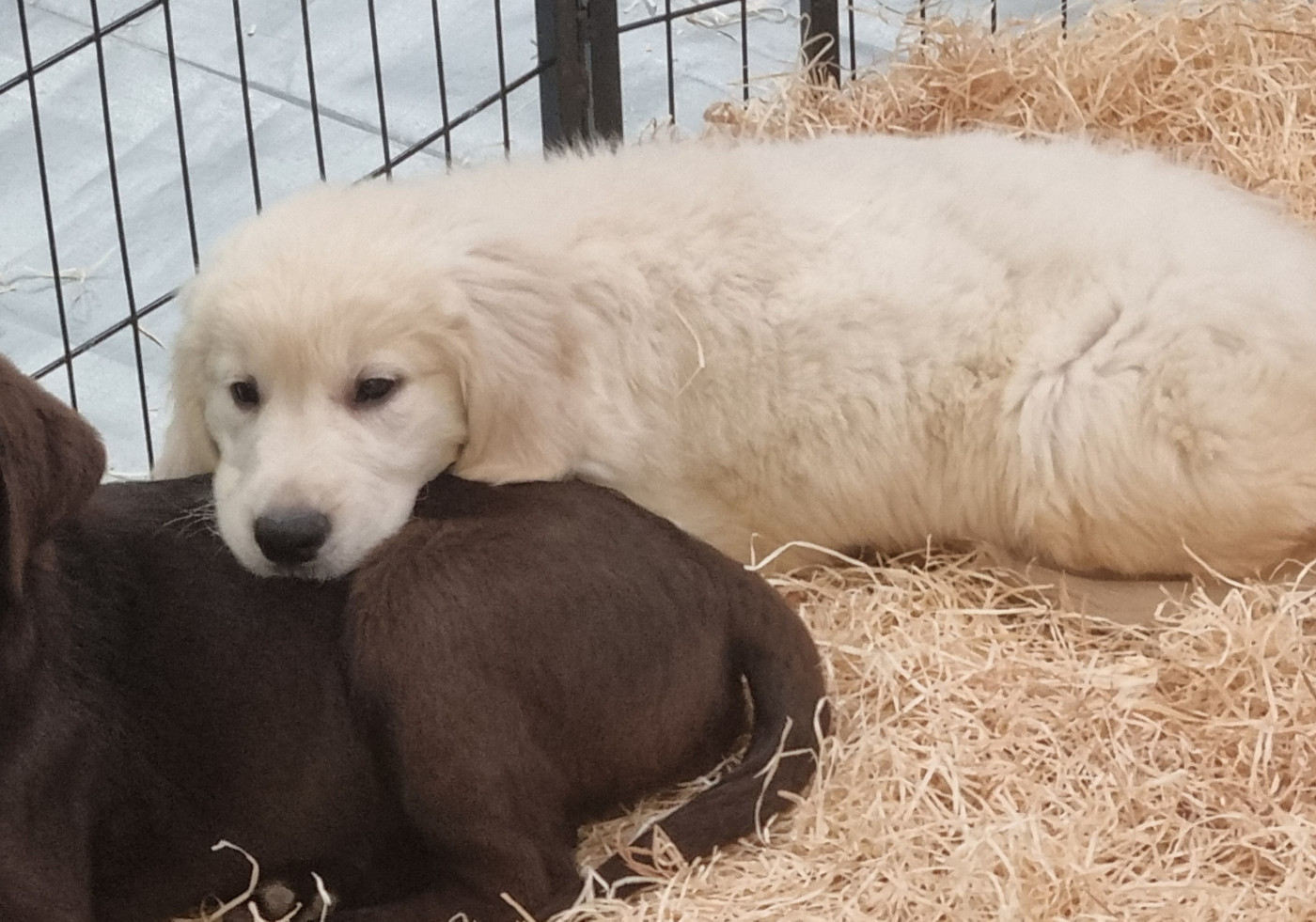 Du Souvenir De Tootsie - Chiots disponibles - Golden Retriever