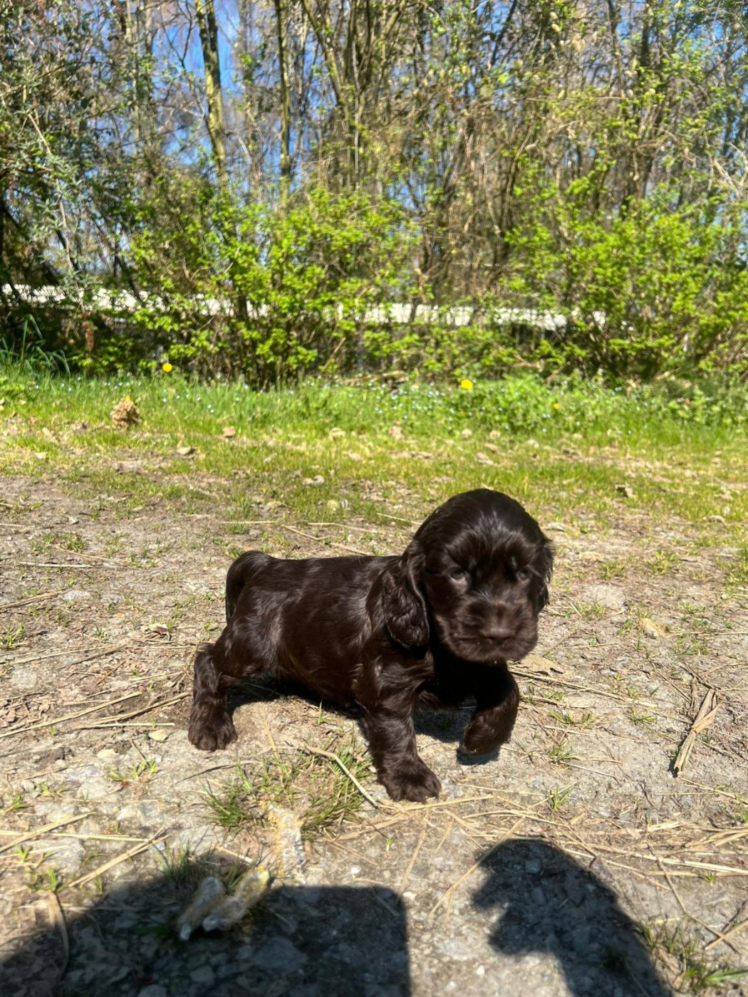 Du Souvenir De Tootsie - Chiots disponibles - Cocker Spaniel Anglais