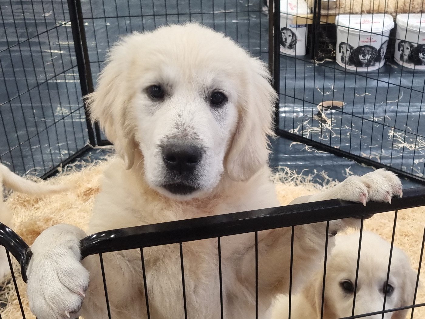 Du Souvenir De Tootsie - Chiots disponibles - Golden Retriever