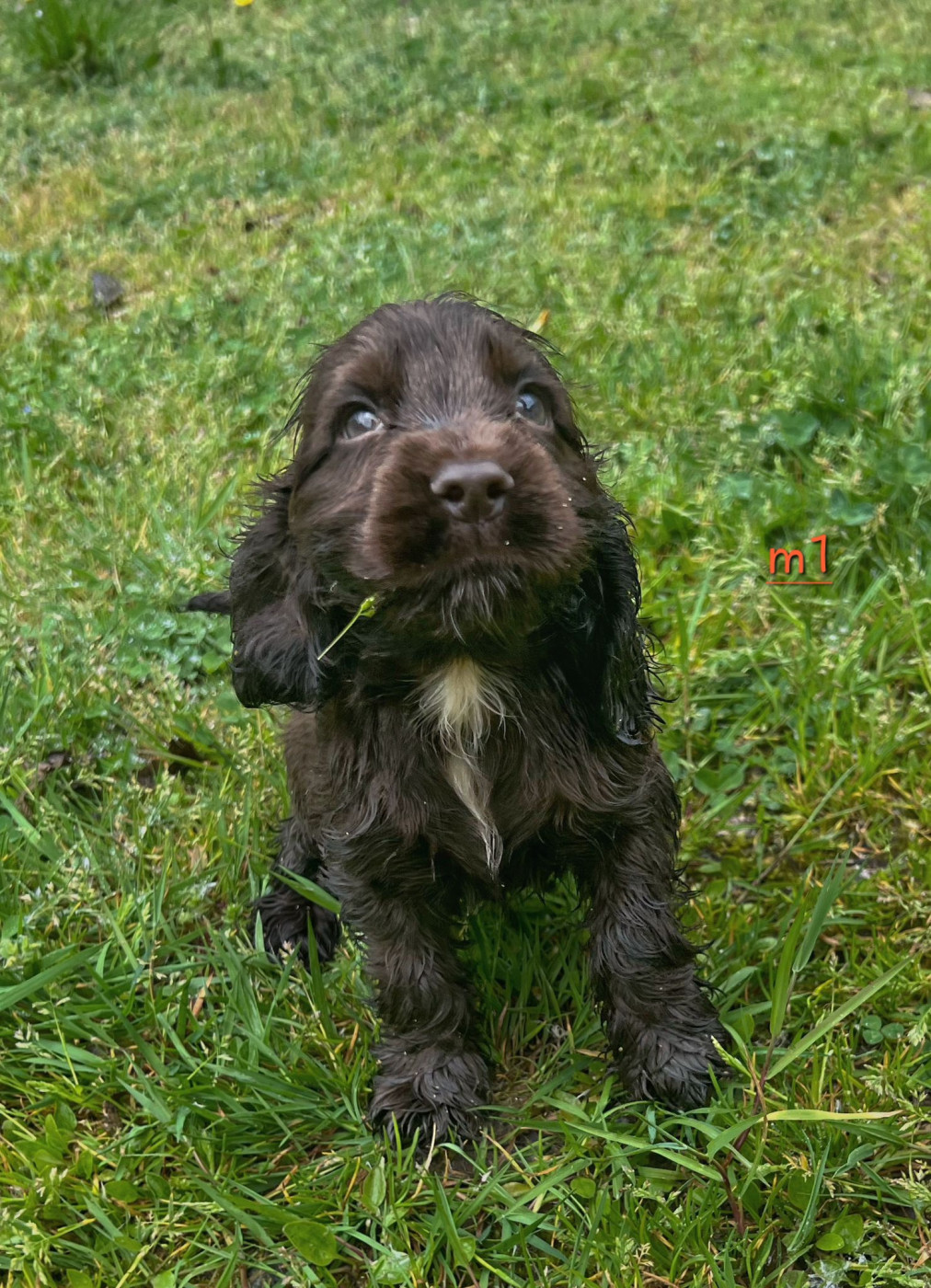 Du Souvenir De Tootsie - Chiots disponibles - Cocker Spaniel Anglais